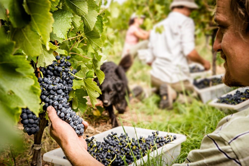 Ngeringa Vineyards Harvesting